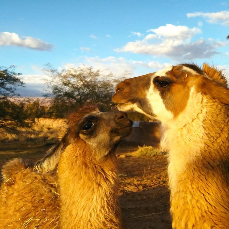 Cabanas Voyage Atacama 산 페드로 데 아타카마 외부 사진