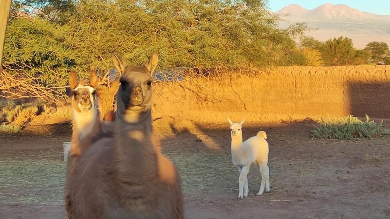Cabanas Voyage Atacama 산 페드로 데 아타카마 외부 사진