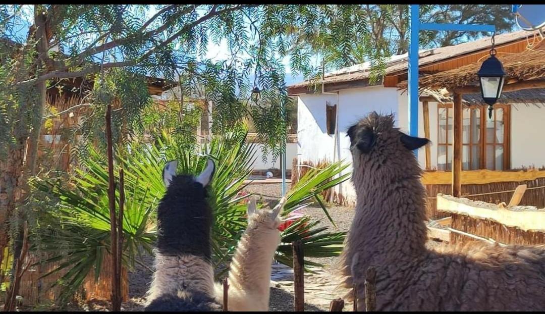 Cabanas Voyage Atacama 산 페드로 데 아타카마 외부 사진