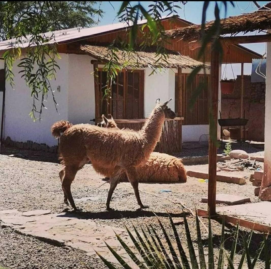 Cabanas Voyage Atacama 산 페드로 데 아타카마 외부 사진