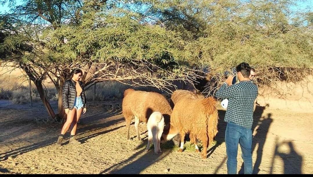 Cabanas Voyage Atacama 산 페드로 데 아타카마 외부 사진