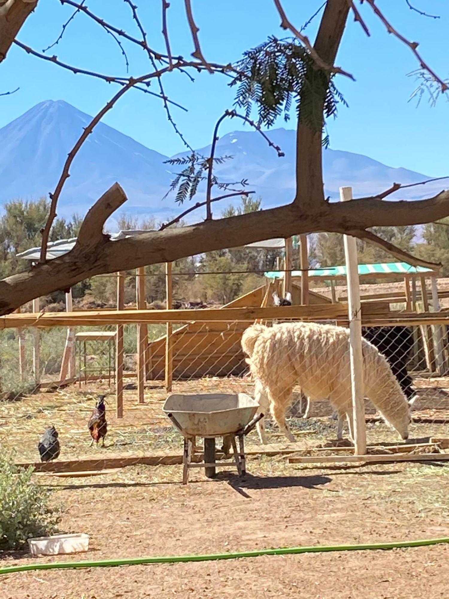 Cabanas Voyage Atacama 산 페드로 데 아타카마 외부 사진